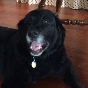 Meet your Posher, Grace