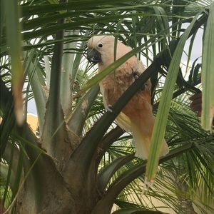 Meet your Posher, Sameera