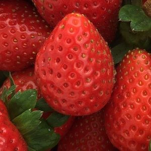 Meet your Posher, Lilly