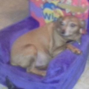 Meet your Posher, Barbara