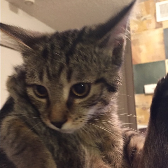 Meet your Posher, Nina - Picture 1 of 1