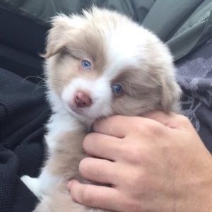 Meet your Posher, Elizabeth