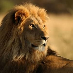 Meet your Posher, Lion