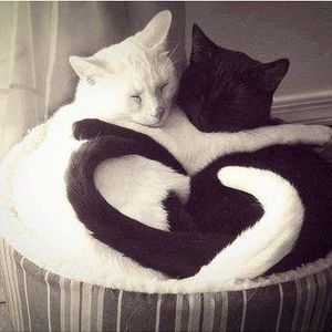 Meet your Posher, Ngoc han