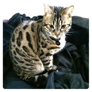 EVERYTHING MUST GO!! Ask about my closet items