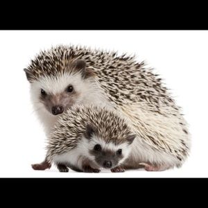 Meet your Posher, Brenton