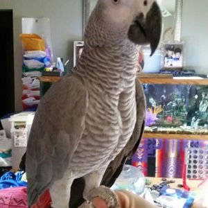 Meet your Posher, Janelle