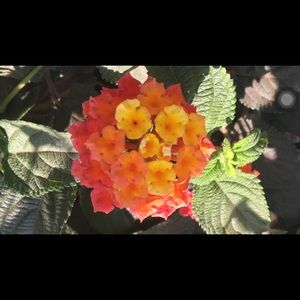 Meet your Posher, Ruth