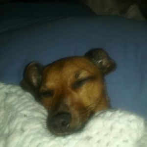 Meet your Posher, Susan