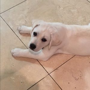 Meet your Posher, Sandy