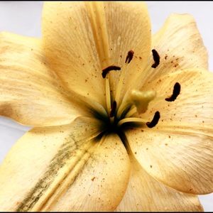 Meet your Posher, Andrea