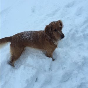 Meet your Posher, Heidi