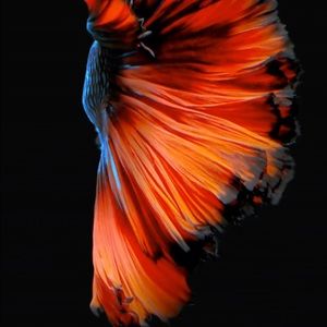 Meet your Posher, Debra