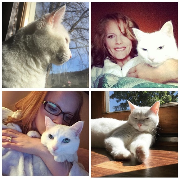 🐈 💗Meet the Babies 💗🐈 - Picture 2 of 4