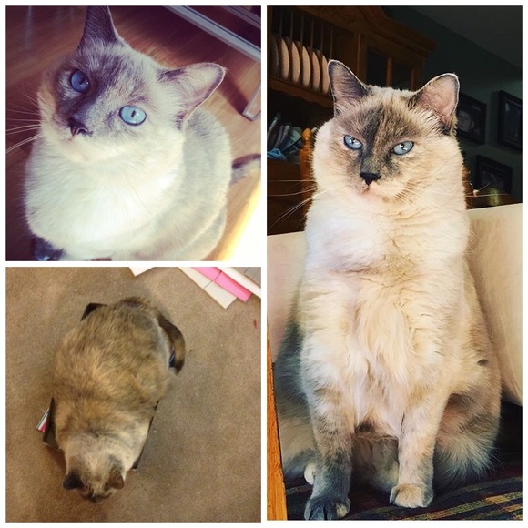 🐈 💗Meet the Babies 💗🐈 - Picture 3 of 4