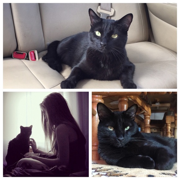 🐈 💗Meet the Babies 💗🐈 - Picture 4 of 4