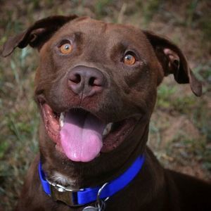 Meet your Posher, Morgan