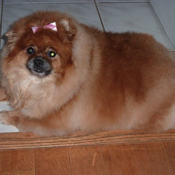 Meet your Posher, Vicki - Picture 1 of 1