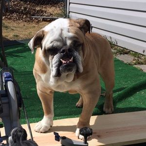 Meet your Posher, Tomi