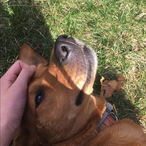 Meet your Posher, Sydney