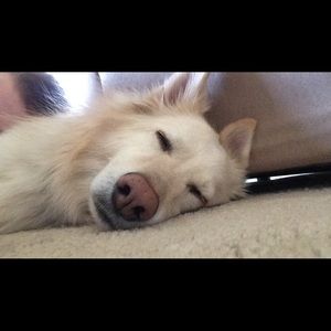 Meet your Posher, Abby