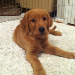 Meet your Posher, Emma