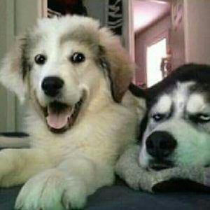 Meet your Posher, Dylan