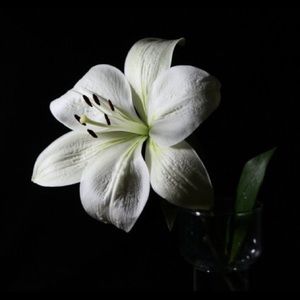 Meet your Posher, Lily