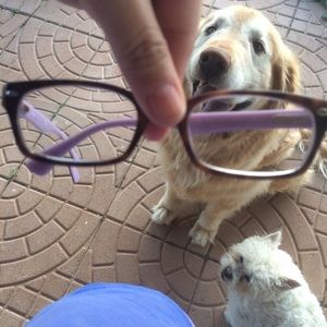 Brown and lilac Ray ban eyeglasses.