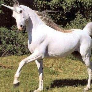 Meet your Posher, Norrelle