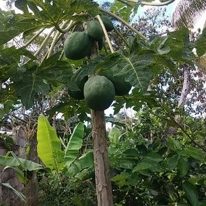 Meet your Posher, Wanda