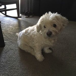 Meet your Posher, Alison