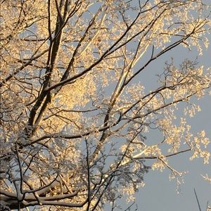 Meet your Posher, Apinya