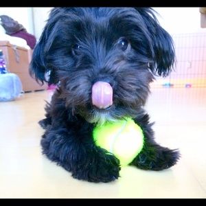 Meet your Posher, Grace