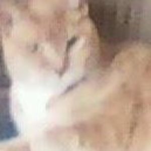 Meet your Posher, Gina