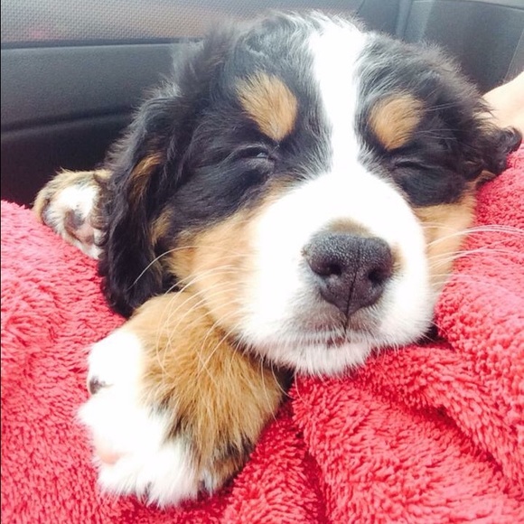 Meet your Posher, Carla - Picture 1 of 1