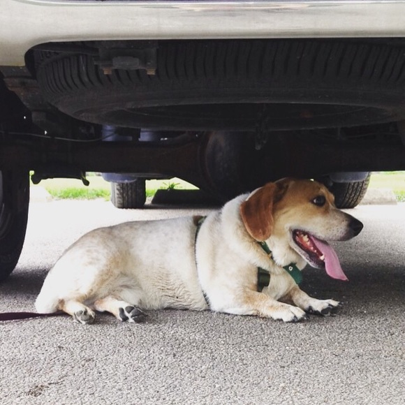 Meet your Posher, Dylan! - Picture 4 of 4