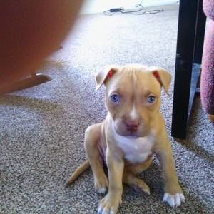 Meet your Posher, Amber