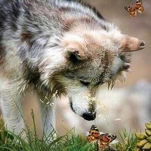 Meet your Posher, Annette