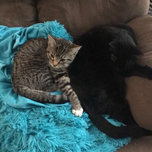 Meet your Posher, Amanda - Picture 2 of 3