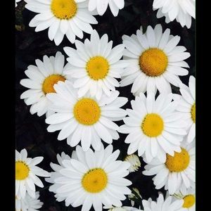 Meet your Posher, Ruth