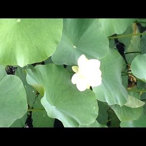 Meet your Posher, Barbara