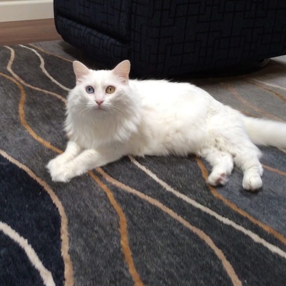 Meet your Posher, Susan - Picture 1 of 1