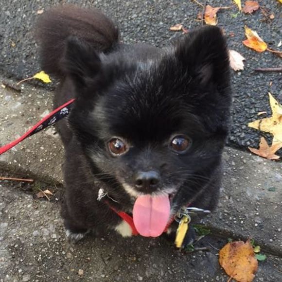 Meet your Posher, Mina - Picture 1 of 1