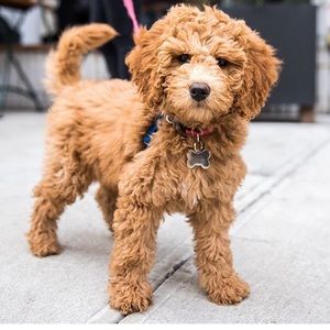 Meet your Posher, Ciara