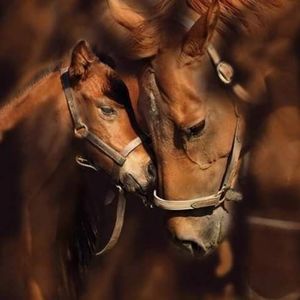 Meet your Posher, Victoria