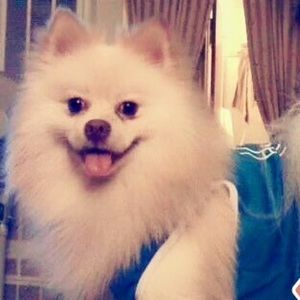 Meet your Posher, Bashong