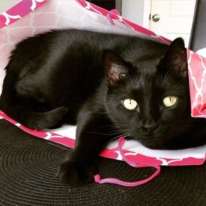 Meet your Posher, Allison