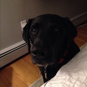 Meet your Posher, Pam