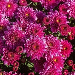 Meet your Posher, Janet